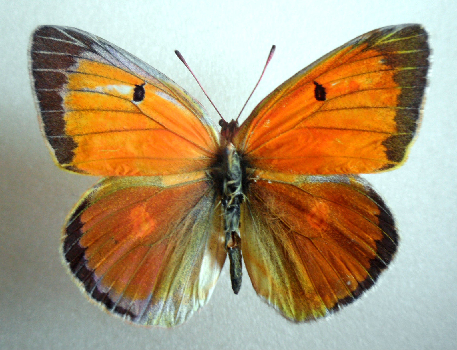 Colias Collection (russia)3 (Gynandromorph) (Internet Image property of respective owner, non-commercial use only)